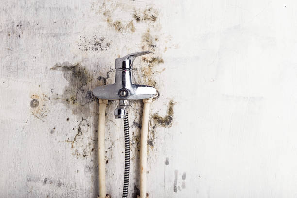 Best Commercial Mold Removal  in Syracuse, KS