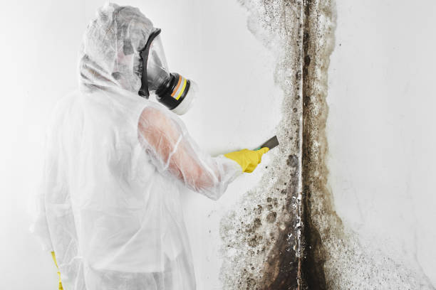  Syracuse, KS Mold Removal Pros