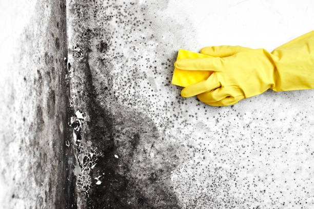 Best Affordable Mold Removal  in Syracuse, KS