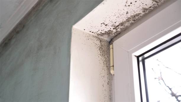 Best Certified Mold Removal  in Syracuse, KS