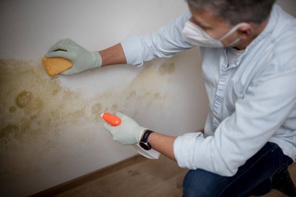 Best Fast Mold Removal  in Syracuse, KS