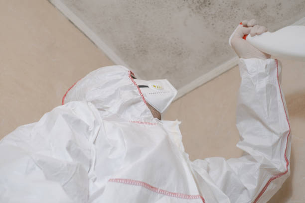 Best Same-Day Mold Removal  in Syracuse, KS