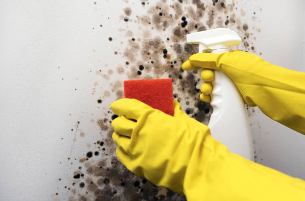 Best Mold Cleaning Services  in Syracuse, KS