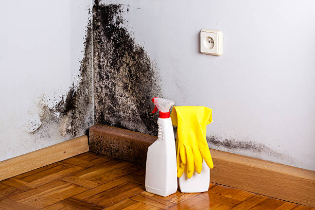 Best Mold Removal Company Near Me  in Syracuse, KS