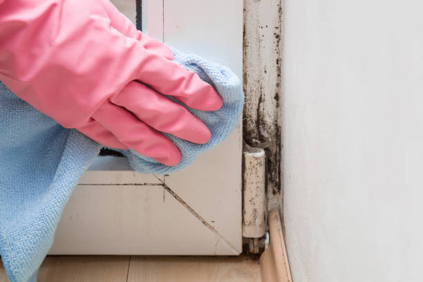 Best Best Mold Removal Companies  in Syracuse, KS